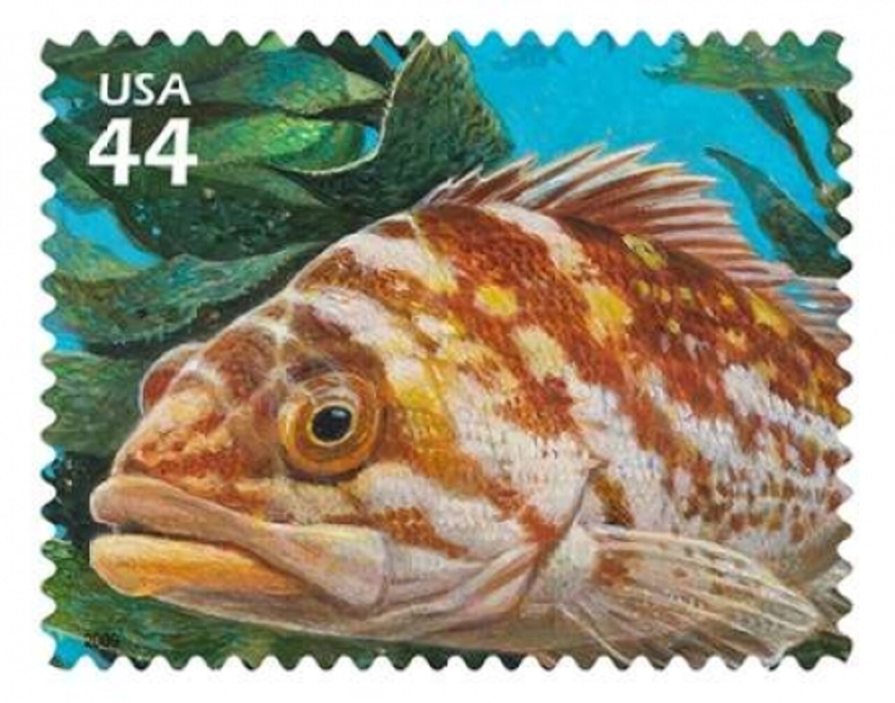 Copper Rockfish Poster Print by  US POSTAL SERVICE - Item # VARPDX3529